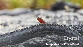  Presentation with funny animals - Colorful presentation theme enhanced with lizards - galapagos funny animals - red backdrop and a dark gray colored foreground