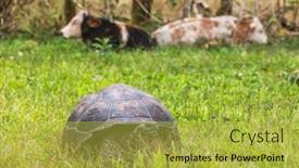  Presentation with animals nature - PPT layouts having galapagos giant tortoise and cows on farm on santa cruz island in galapagos islands amazing animals nature and wildlife video from galapagos highlands background and a yellow colored foreground