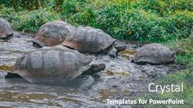  Presentation with tortoise - Presentation enhanced with galapagos-giant-tortoise-on-santa background and a gray colored foreground