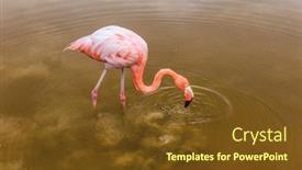  Presentation with wetlands - PPT theme consisting of galapagos-greater-flamingo-feeding-walking background and a tawny brown colored foreground