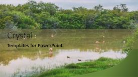  Presentation with wetlands - Presentation design with galapagos-greater-flamingo-feeding-walking background and a tawny brown colored foreground