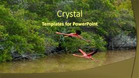  Presentation with wetlands - Colorful presentation theme enhanced with galapagos-greater-flamingo-flying backdrop and a tawny brown colored foreground