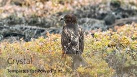  Presentation with animals habitat - Theme enhanced with galapagos hawk - galapagos wildlife animals in natural habitat on galapagos islands here seen on espanola island a cruise ship destination background and a coral colored foreground