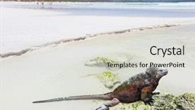  Presentation with marine - Audience pleasing slide set consisting of galapagos island of santa cruz backdrop and a light gray colored foreground