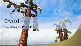  Presentation with cartoon cactus - Presentation with galapagos island of santa cruz background and a light blue colored foreground