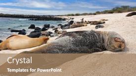  Presentation with animal nature - Cool new presentation theme with animal wildlife nature sea lions backdrop and a coral colored foreground