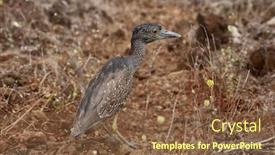  Presentation with animals - Theme with galapagos-islands-animals-and-bird background and a tawny brown colored foreground