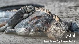  Presentation with animals nature - Audience pleasing PPT layouts consisting of galapagos-islands-animals-iguanas-lying backdrop and a gray colored foreground