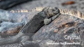  Presentation with animals nature - Colorful presentation theme enhanced with galapagos-islands-animals-iguanas-lying backdrop and a gray colored foreground