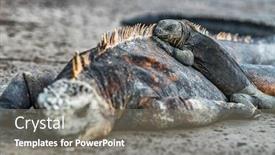 Presentation with animals nature - Audience pleasing presentation design consisting of galapagos-islands-animals-iguanas-lying backdrop and a gray colored foreground
