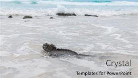  Presentation with animals nature - Slide set having galapagos-islands-animals-marine-iguana background and a light gray colored foreground