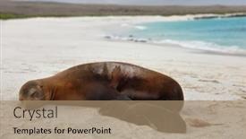  Presentation with baby animals - Presentation consisting of galapagos islands animals newborn baby sea lion pup right after birth next to mother sea lion galapagos island cruise ship excursion gardner bay beach espanola island galapagos islands ecuador background and a coral colored foreground