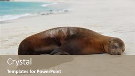  Presentation with baby animals - PPT theme consisting of galapagos-islands-animals-newborn-baby background and a coral colored foreground