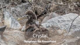  Presentation with cute baby - Beautiful slides featuring galapagos-islands-galapagos-albatross-baby backdrop and a gray colored foreground