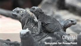  Presentation with ecuador - Beautiful slides featuring galapagos-marine-iguana-iguanas-warming backdrop and a dark gray colored foreground