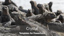  Presentation with volcanic rocks - Beautiful presentation design featuring galapagos-marine-iguana-iguanas-warming backdrop and a dark gray colored foreground