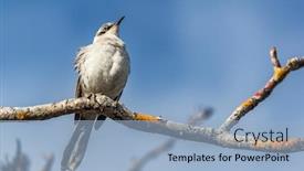  Presentation with animals - Amazing PPT theme having galapagos-mockingbird-amazing-animals backdrop and a light blue colored foreground