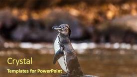  Presentation with wildlife - PPT theme enhanced with galapagos-penguin-of-isabela-island background and a tawny brown colored foreground