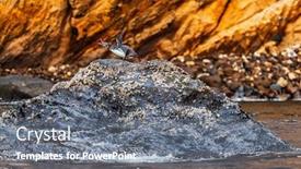  Presentation with rock - Presentation featuring galapagos-penguin-screaming-on-rock background and a gray colored foreground