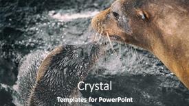  Presentation with animals nature - Beautiful slide set featuring galapagos-sea-lion-cub-playful backdrop and a dark gray colored foreground