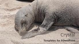  Presentation with animals habitat - PPT theme with galapagos-sea-lion-in-sand background and a mint green colored foreground