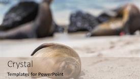  Presentation with animals habitat - Beautiful slide set featuring galapagos-sea-lion-in-sand backdrop and a mint green colored foreground