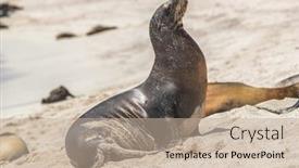 Presentation with animals habitat - Amazing presentation having galapagos-sea-lion-in-sand backdrop and a mint green colored foreground