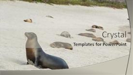  Presentation with ecuador - Presentation design featuring galapagos-sea-lion-in-sand background and a soft green colored foreground