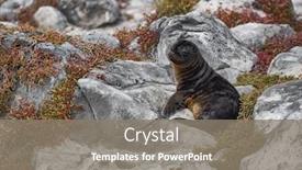  Presentation with sea animals - Presentation consisting of galapagos-sea-lion-pup-playful background and a gray colored foreground