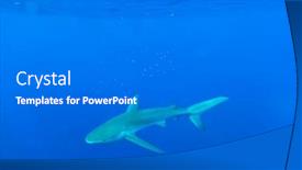  Presentation with shark - Slide set enhanced with galapagos-shark-swimming background and a gray colored foreground