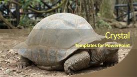  Presentation with tortoise - Presentation enhanced with galapagos tortoise in a nature background and a coral colored foreground