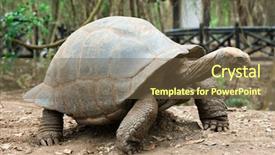  Presentation with tortoise - PPT theme having galapagos tortoise in a nature background and a tawny brown colored foreground