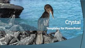  Presentation with ecuador - Slide set consisting of galapagos wildlife bird flightless cormorant background and a teal colored foreground