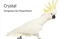  Presentation with sulphur - Amazing presentation having galerita 30 years old walk backdrop and a white colored foreground