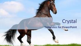  Presentation with horse - Amazing PPT layouts having galloping - big bay horse in field backdrop and a sky blue colored foreground