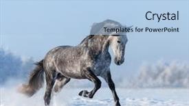  Presentation with horse sales - Audience pleasing PPT theme consisting of galloping - grey purebred andalusian horse gallops backdrop and a light blue colored foreground