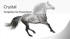 Presentation with stallion - Amazing slide set having galloping - grey stallion of the andalusian backdrop and a white colored foreground