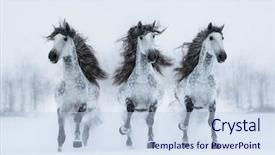  Presentation with horse in field - Colorful presentation design enhanced with galloping - herd of gray long-maned spanish backdrop and a sky blue colored foreground