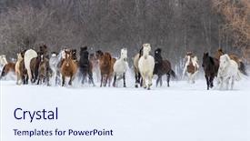  Presentation with running mountains - Audience pleasing PPT theme consisting of galloping - herd of horses running backdrop and a sky blue colored foreground