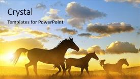  Presentation with horses - Audience pleasing slides consisting of galloping - silhouette of a horses backdrop and a light blue colored foreground