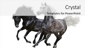  Presentation with horse and carriage isolated - Beautiful slides featuring galloping - two horses gallop - isolated backdrop and a white colored foreground