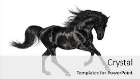  Presentation with stallion - Slides with galloping shiny black andalusian stallion background and a white colored foreground