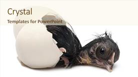  Presentation with chick - Theme with gallus gallus domesticus just hatch background and a cream colored foreground