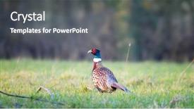  Presentation with sunlight - Presentation theme enhanced with animal kingdom - adult male pheasant standing background and a gray colored foreground