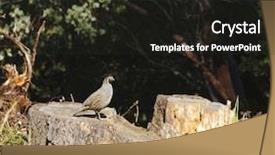  Presentation with quail - Cool new presentation theme with california quail standing backdrop and a dark gray colored foreground