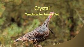  Presentation with turkey - Colorful theme enhanced with hunting - closeup of male tom wild backdrop and a tawny brown colored foreground