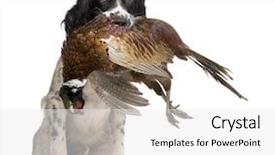  Presentation with hunting - Colorful presentation theme enhanced with animals chase - english springer spaniel hunting 1 backdrop and a white colored foreground