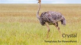  Presentation with serengeti africa - Audience pleasing PPT theme consisting of female african ostrich bird backdrop and a yellow colored foreground
