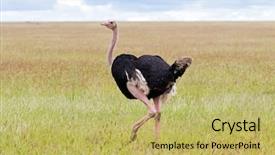  Presentation with serengeti africa - PPT theme with male african ostrich bird background and a yellow colored foreground