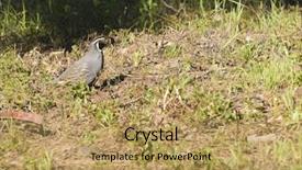  Presentation with quail - Audience pleasing theme consisting of male california valley quail backdrop and a yellow colored foreground